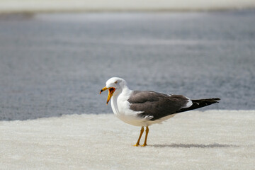city birds