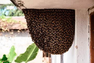 Apis dorsata, the giant honey bee, is a honey bee of South and Southeast Asia. These bees build open nests on tree branches or buildings, a colony can store 4 to 6 kg of honey. Apis dorsata colonies.