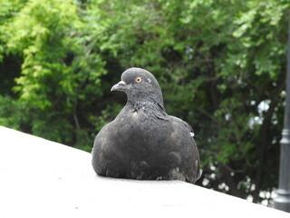 Obraz premium city birds