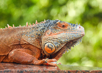 iguana on a branch