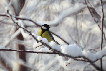 a bird on a winter branch. a yellow tit sits on a bunch of red mountain ash. on a sunny, snowy winter day. a tree in the snow. close-up. park. New Year's card.