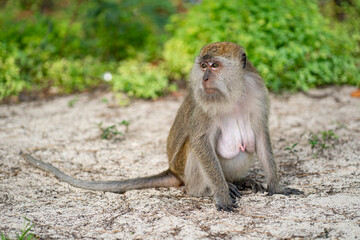 A single monkey sitting on the sand looking around. Selective focus points