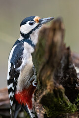 Great spotted woodpecker (Dendrocopos major) on a tree.