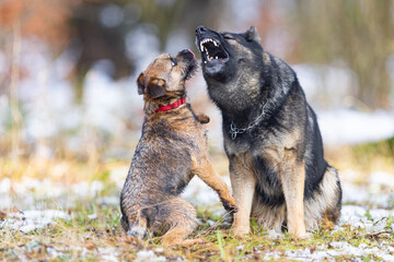 German shepherd dog growls at a small Border Terrier dog during a game. dental checkup.