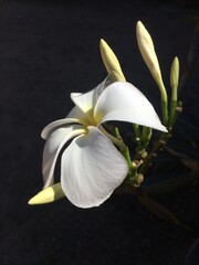 A beautiful White Frangipani. Photo captured on the legendary iPhone 5s. 