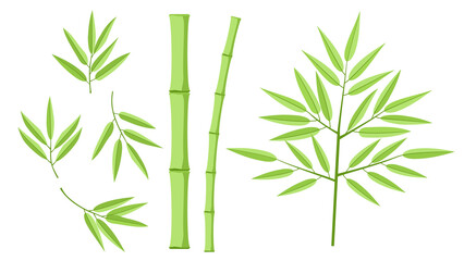 Illustration with collection of bamboo on a white background. Hand drawn illustration with bamboo stem and leaves. Set of bamboo tree leaves. Botanical collection. Shapes of bamboo plants for design