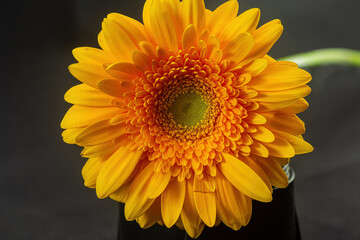 Yellow gerbera flower on a black background close-up