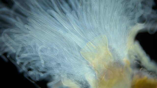 Worm Polychaeta of family Terebellidae under the microscope, phylum Annelida. Numerous, long tentacles wriggle like snakes in search of food particles. Red sea