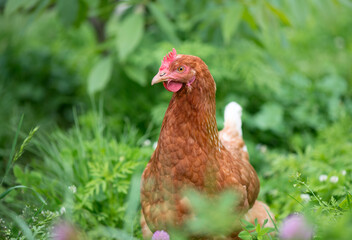 Brown young chicken in the garden walks on the grass.