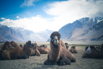 camel in cold desert