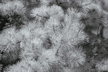 fur tree texture