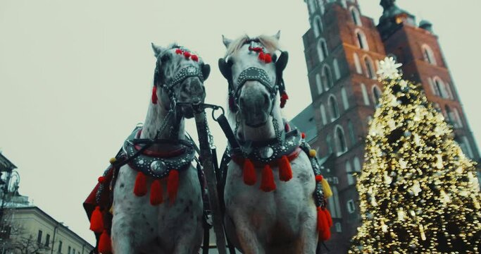 Horses with horse-drawn carriages in the old square in Krakow, Poland. Christmas tree, New year 2021