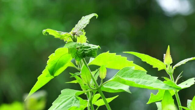 green Chromolaena odorata (minjangan, Siam weed, Christmas bush, devil weed, floss flower, triffid). Weeds green in the nature background. Soil fertility destroyer plants.