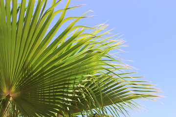 palm leaf on blue sky background