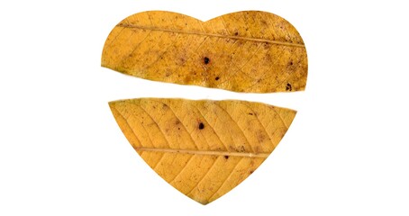 heart leaf shape design for valentine day	