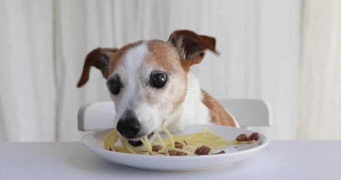 Cute dog jack russell terrier eating pasta with meat at the table on the background of a white curtain