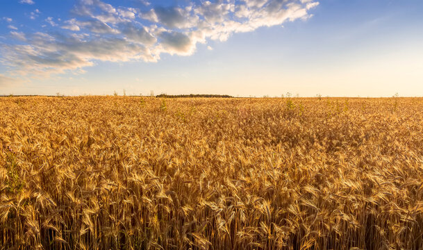 Amazing view at beautiful summer golden wheaten field with beautiful sunny sky on background, rows leading far away, valley landscape © Yaroslav