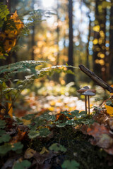 autumn in the forest