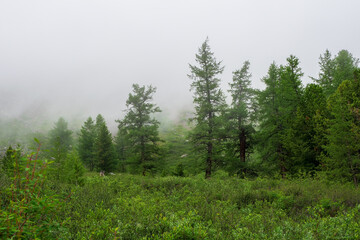 Foggy Cedar forest, Siberian taiga green natural background. Nature reserve, green planet concept.