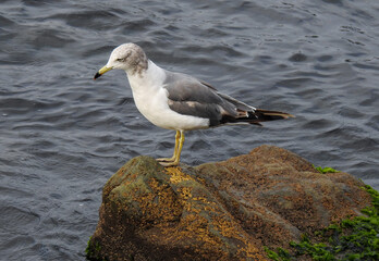Naklejka premium bird