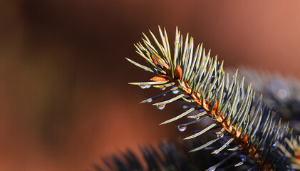 A small wet fir twig after rime, on a blurry brown background...