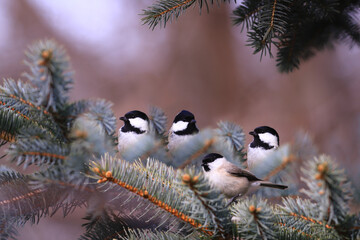 
Three Coal tits and marsh tit on spruce branches.
