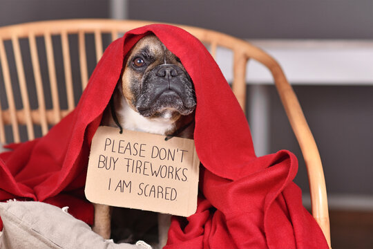 French Bulldog dog with sign 'Please don't buy fireworks. I am scared' hiding under blanket on new year's eve