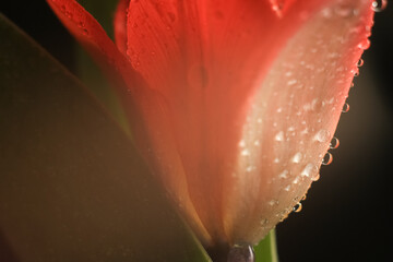 abstract blurred red tulip flower on dark background