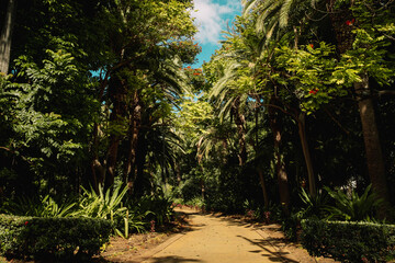 Wonderful path in tropical park on volcanic island Tenerife. Canarian nature.