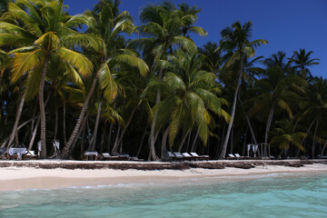 Beach with palm trees and sun loungers for relaxation. Saona Island in the Dominican Republic