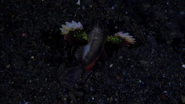 A nigh time Scorpionfish - Striped Stinger - Minous trachycephalus, hunting on the seabed. Underwater night life of Tulamben, Bali, Indonesia.
