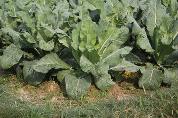 Naklejka premium Green cabbages being cultivated in the field