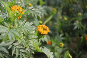 Yellow marigold flowers blooming in the garden