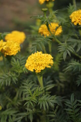 Yellow marigold flowers blooming in the marigold field