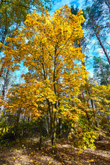 Fototapeta na wymiar Maple tree in the fall - a beautiful screensaver on your gadget.