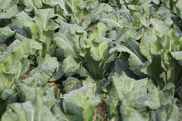 Cabbages are being cultivated in the field