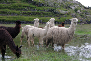 Fototapeta premium クスコで出会ったアルパカ