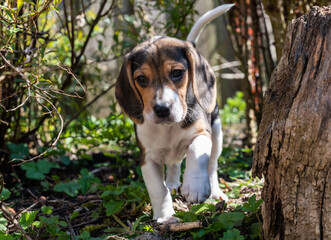 beagle puppy in the garden