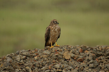 pallid harrier female