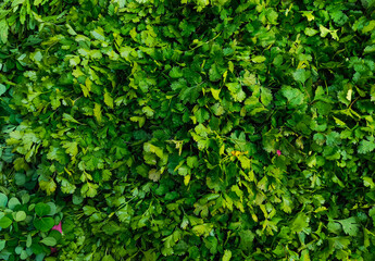 Fototapeta na wymiar organic green salad for sale , green salad in market, 