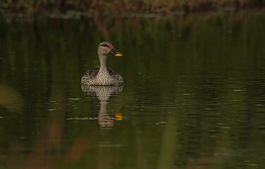 duck in a lake