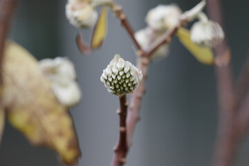 ベニシダ　東京、赤坂にある東京ミッドタウン