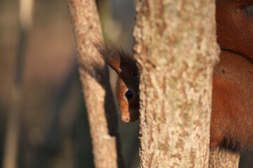 Écureuil roux 