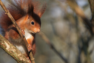 &Eacute;cureuil roux 