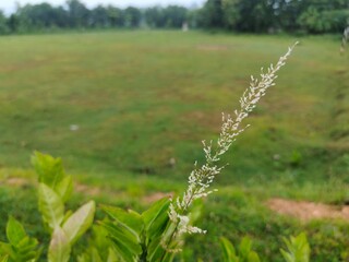 The flower from the long grass