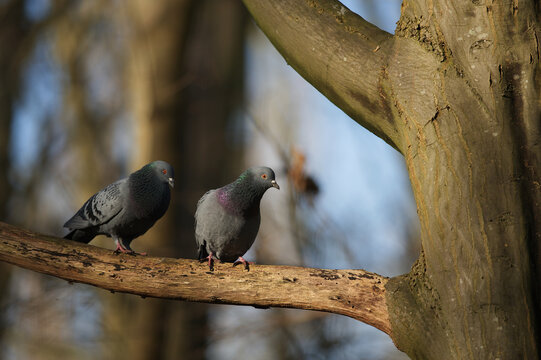 Pigeons