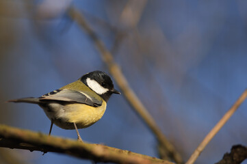 M&eacute;sange charbonni&egrave;re 