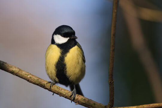 M&eacute;sange charbonni&egrave;re 
