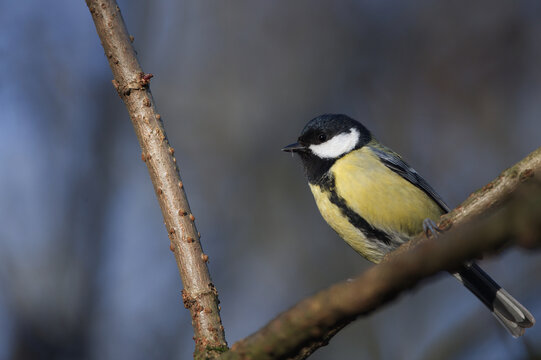 M&eacute;sange charbonni&egrave;re 