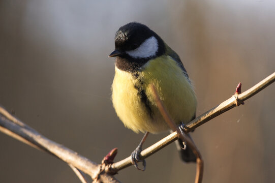 M&eacute;sange charbonni&egrave;re 
